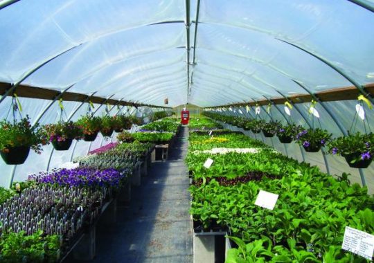 High Tunnel kits | Martin's Produce Supplies