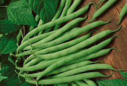 Snap Beans, Blue Lake 274, Green Bush | Martin's Produce Supplies