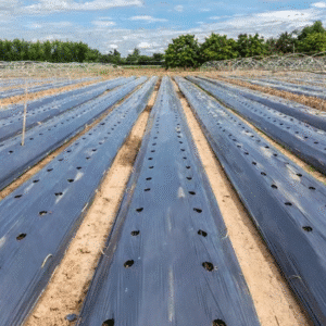 Bio Gold 4' x 5000' .6 Mil Black