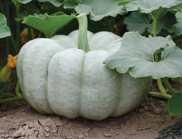 Blue Doll Pumpkin