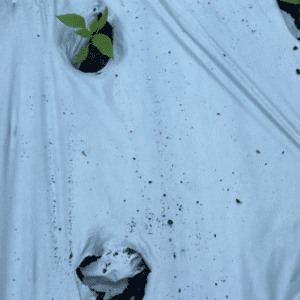 Bio Gold 4' x 5000' .8 Mil White/Black