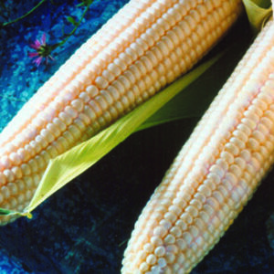 Sweet Corn - Argent White SE