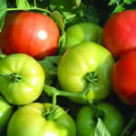 トマトウマ Tidwell German Organic Tomato Seeds | TomatoFest