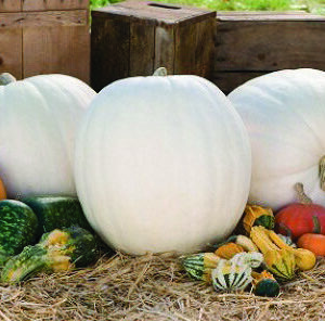 Pumpkin, Polar Bear, 30-40 lbs (White)