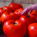 Tomato, Scarlet Red (HMX 5826) - Martin's Produce Supplies