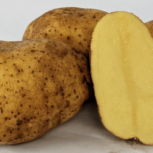 Lehigh Seed Potatoes