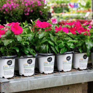 Low Profile Pot/Tray Combination